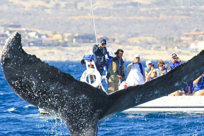 Whale Watching, The Famous Arch and Fast Boat Tour in Los Cabos - What to bring and how to prepare