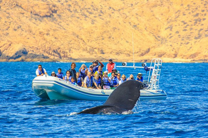 Whale Watching, The Famous Arch and Fast Boat Tour in Los Cabos - The 90-minute pickup and Cabo San Lucas check-in