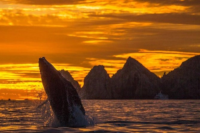 Whale Watching Tour in Los Cabos - Key points at a glance