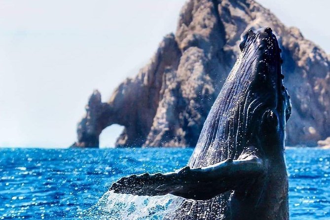 Whale Watching Tour in Los Cabos - What kind of whale watching is this?