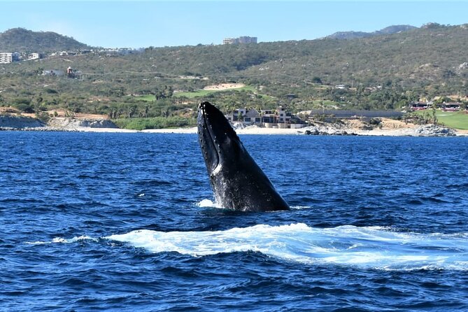 Whale Watching Tour in Los Cabos - Is $97 a fair price?