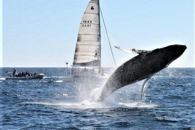 Whale Watching Tour in Los Cabos - Pickup details require early planning