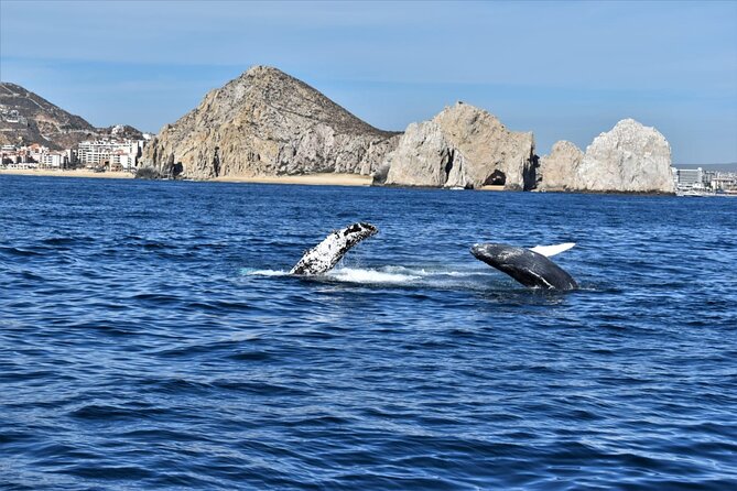 Whale Watching Tour in Los Cabos - Weather, cancellations, and the no-whale risk
