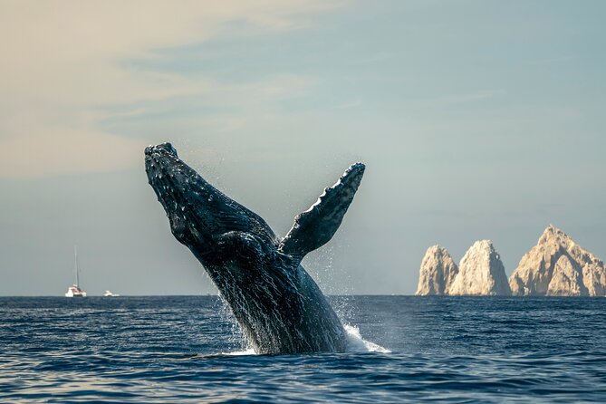 Whale Watching Tour with Arch and Beach in Cabo San Lucas - Leaving the Marina for the Arch