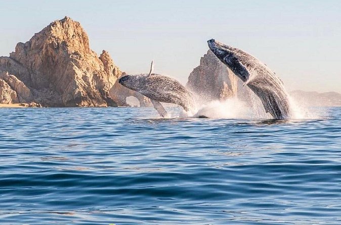 Whale Watching Tour with Arch and Beach in Cabo San Lucas - The Two-Hour Promise and Real-World Timing