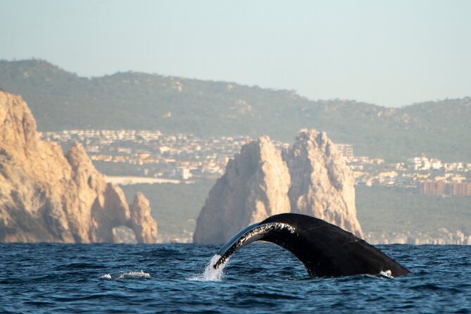 Whale Watching Tour with Arch and Beach in Cabo San Lucas - Boat Comfort, Safety, and Group Size