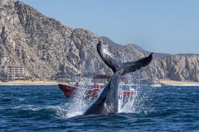 Whale Watching Tour with Arch and Beach in Cabo San Lucas - Guides, Captains, and Optional Photos