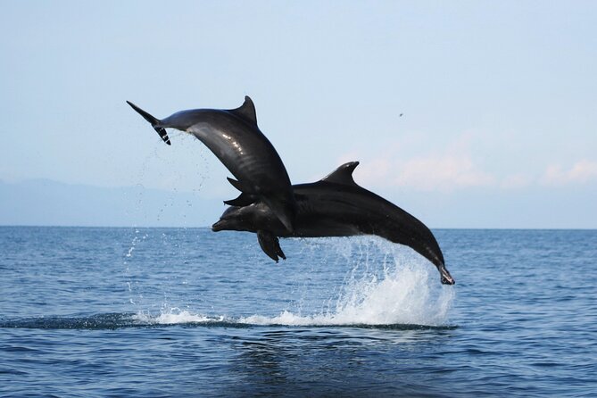 Wild Dolphin Encounter & Snorkeling Adventure - Why this wild dolphin trip feels different