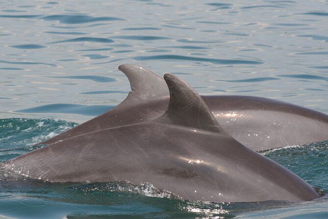 Wild Dolphin Encounter & Snorkeling Adventure - Swimming near wild animals requires realistic expectations