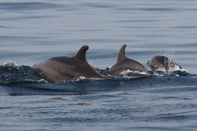 Wild Dolphin Encounter & Snorkeling Adventure - How the small group changes the experience
