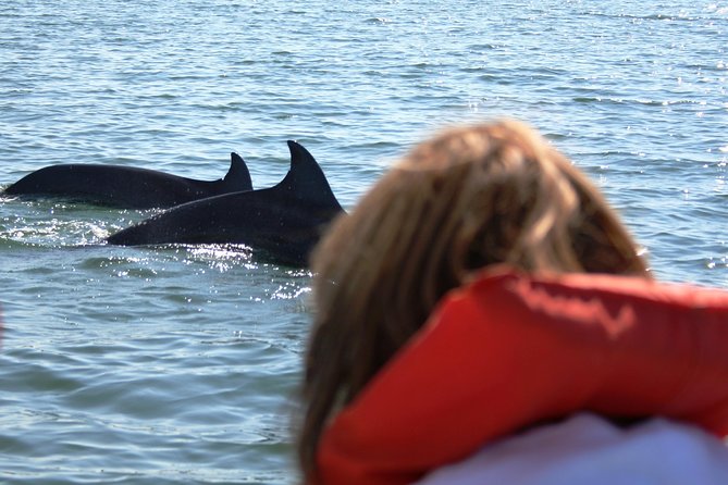 Wild Dolphin Encounter & Snorkeling Adventure - Boat conditions, visibility, and seasickness