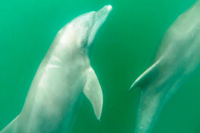 Wild Dolphin Encounter & Snorkeling Adventure - Marina Vallarta is the practical starting point