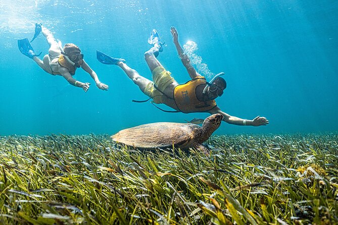With Turtles, Shipwreck, Cenote, and Reef and Transport Included - Timing: short enough for a Cancun beach day