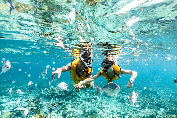 With Turtles, Shipwreck, Cenote, and Reef and Transport Included - From your hotel to Carr. a Punta Sam