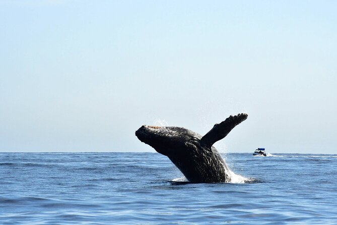 ZODIAC Whale Watch Tour | Cabo San Lucas | Biologist | FREE Pics - Why the small zodiac changes the experience