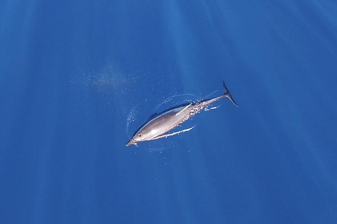 ZODIAC Whale Watch Tour | Cabo San Lucas | Biologist | FREE Pics - El Arco, Lovers Beach, and Pelican Rock
