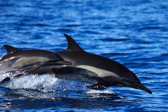 ZODIAC Whale Watch Tour | Cabo San Lucas | Biologist | FREE Pics - Listening to whales with a hydrophone