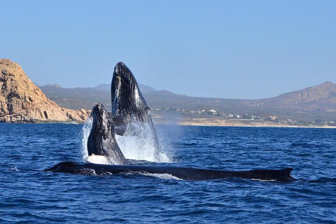 ZODIAC Whale Watch Tour | Cabo San Lucas | Biologist | FREE Pics - Free photos let you stay present