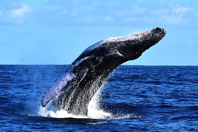 ZODIAC Whale Watch Tour | Cabo San Lucas | Biologist | FREE Pics - Responsible whale watching, not a chase